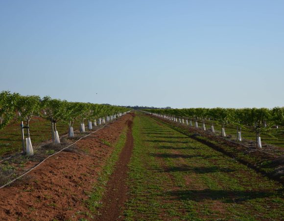 DSC_2191hortoculture 2 scaled