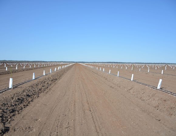 DSC_2192hortoculture scaled